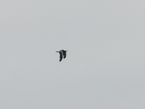 Great Black-backed Gull