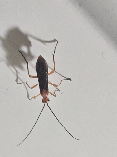 Smooth-headed Mummy Wasp