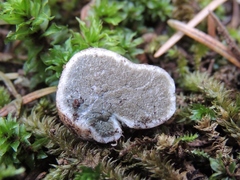Trappea darkeri
