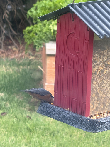 Red-breasted Nuthatch