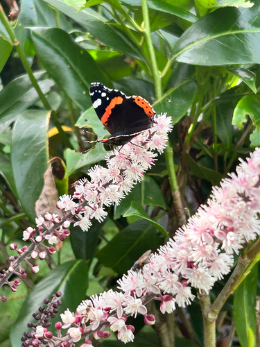 Red Admiral