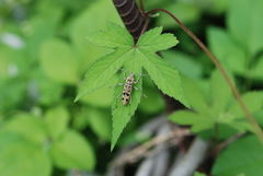 Chlorophorus mushanus