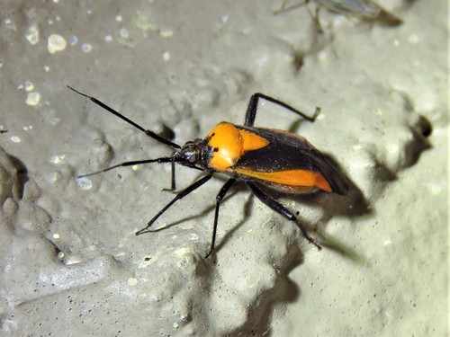 Taedia scrupea photo 5