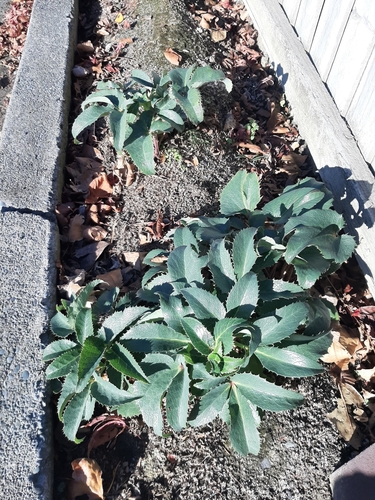 Majorcan Hellebore (Helleborus lividus)