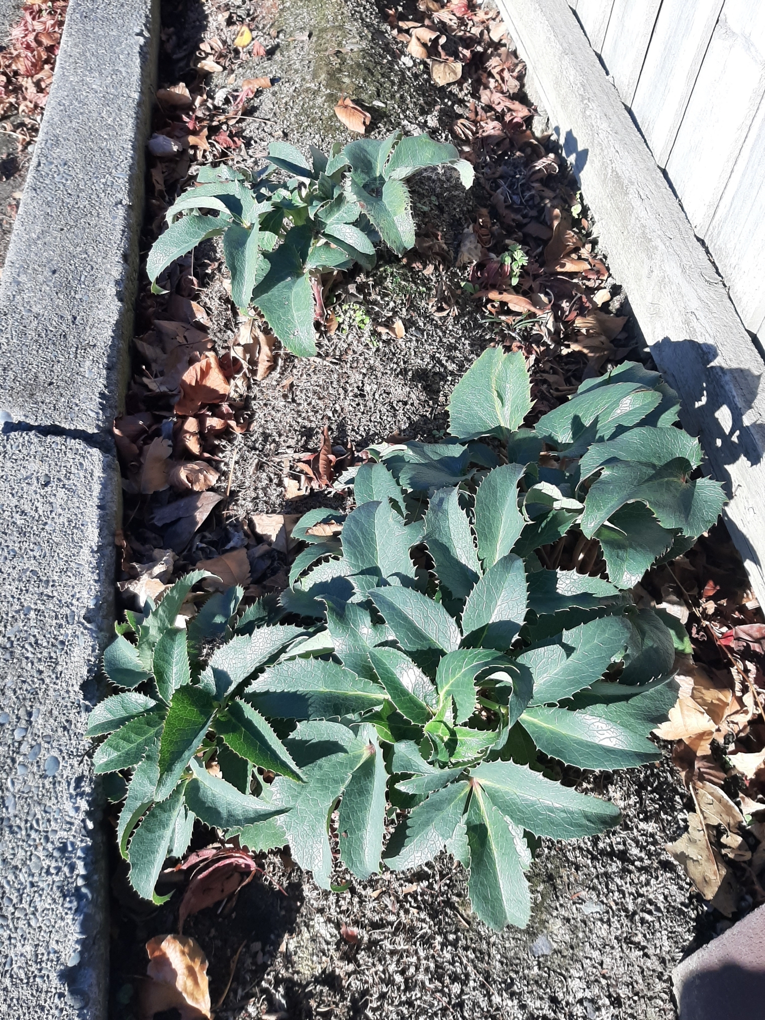 Majorcan Hellebore (Helleborus lividus)