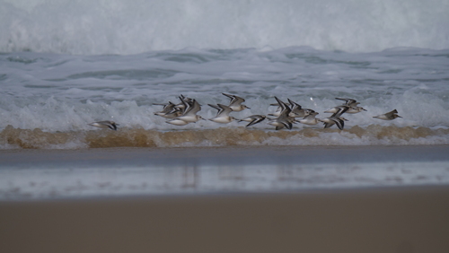 Sanderling