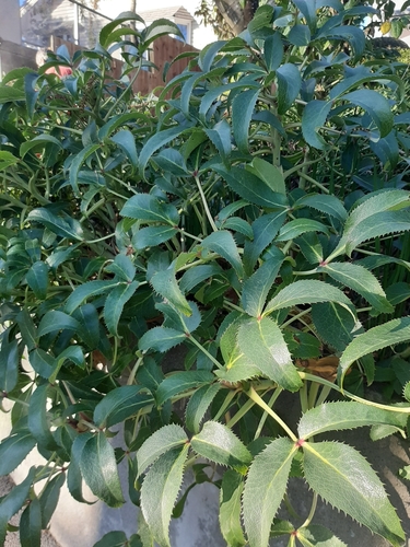 Helleborus lividus, photograph 2