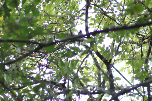 Carolina Chickadee