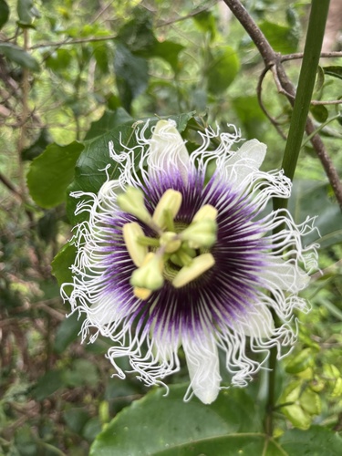 Passiflora edulis observed 2026-09-10