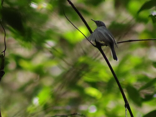 Blue-gray Gnatcatcher