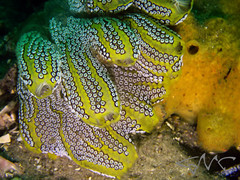 Botrylloides magnicoecus