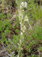 Draba lanceolata