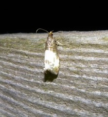 Notocelia cynosbatella