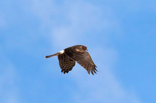 Northern Harrier