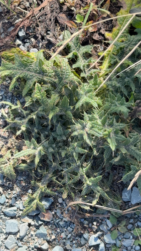 Bull Thistle