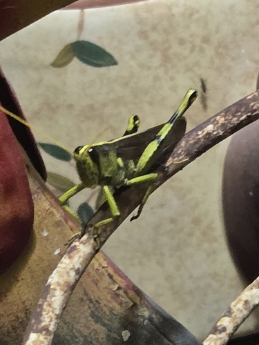 Obscure Bird Grasshopper