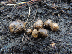 Melanogaster tuberiformis