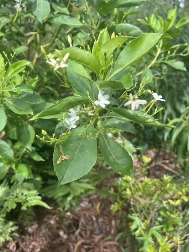 Scaevola gaudichaudiana observed 2026-09-10