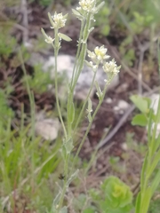 Draba lanceolata