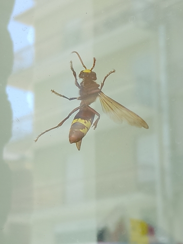 Oriental Hornet