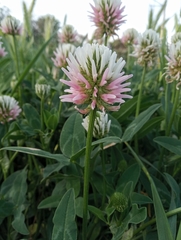 Trifolium ambiguum