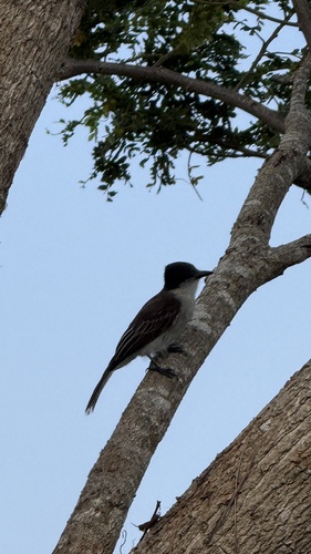 Loggerhead Kingbird