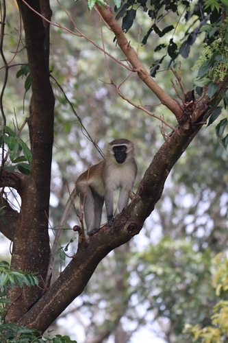 Vervet Monkey