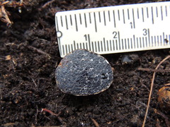 Melanogaster tuberiformis