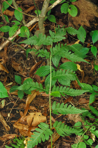 Dryopteris clintoniana