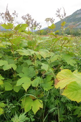 Filipendula camtschatica
