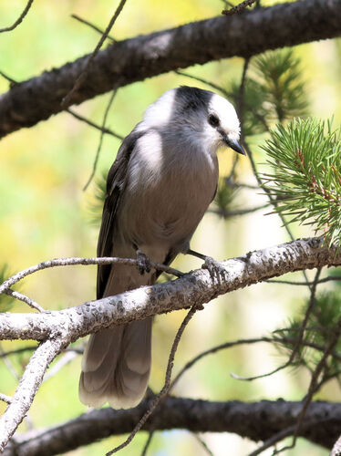 Canada Jay