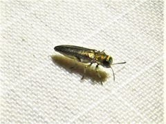 Agrilus celti