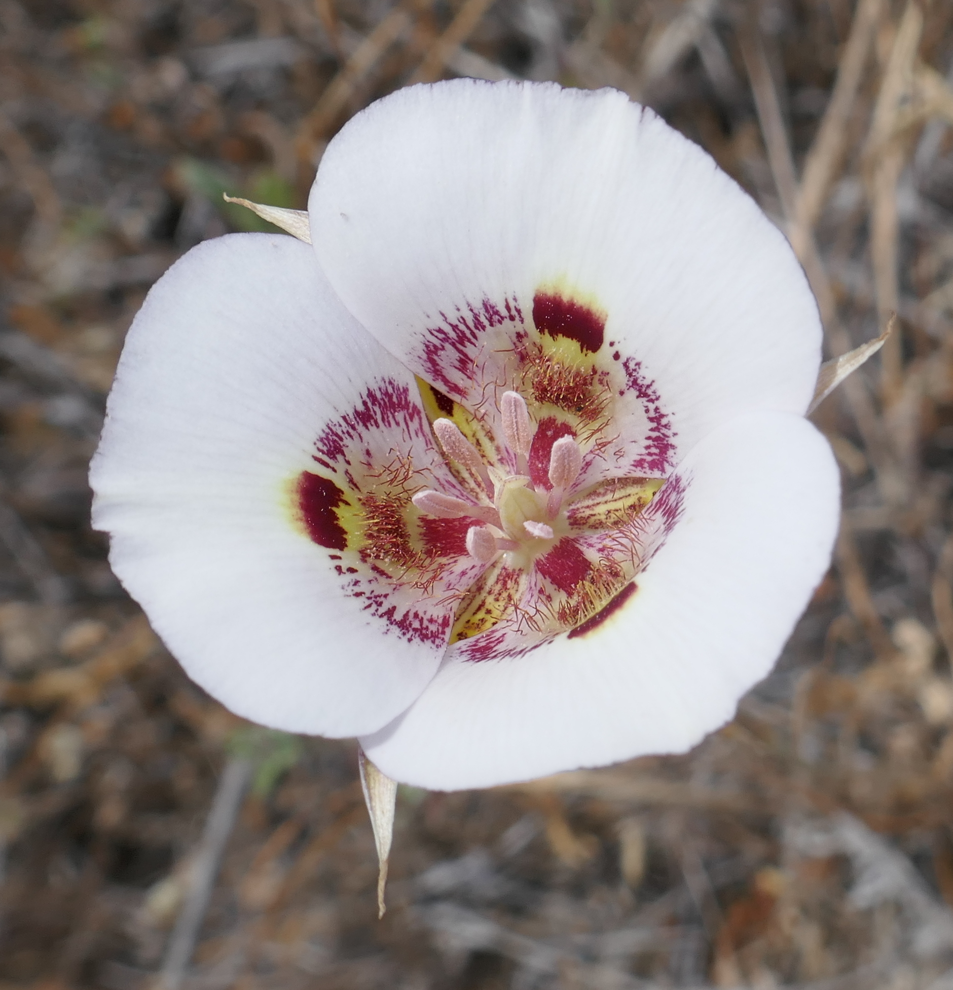 Calochortus argillosus