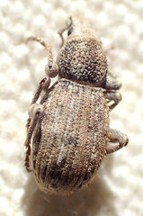 Cryptolepidus