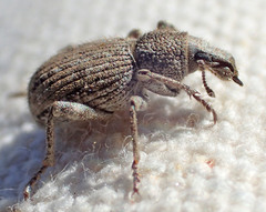Cryptolepidus