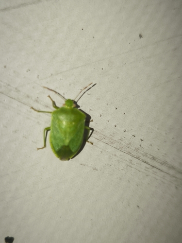 Southern Green Stink Bug