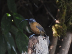 Pomatorhinus superciliaris