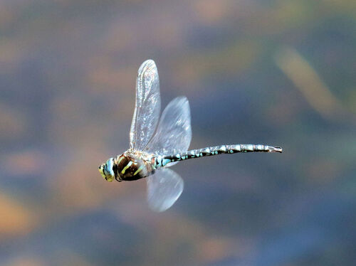 Paddle-tailed Darner