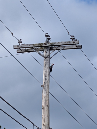 Pileated Woodpecker