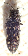 Acmaeoderopsis