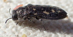 Acmaeoderopsis