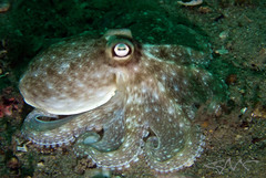 Octopus australis