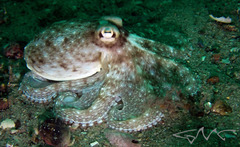 Octopus australis