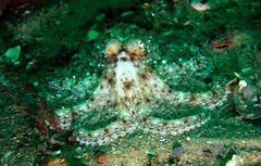 Octopus australis