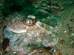 Octopus australis