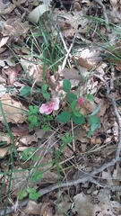 Lathyrus rotundifolius
