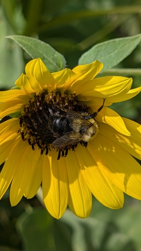 Common Eastern Bumble Bee