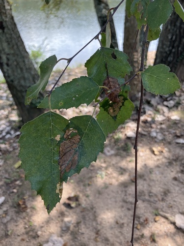 Betula nigra, photograph 5