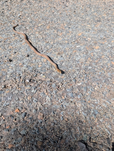 Common Garter Snake