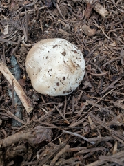 Handkea fumosa